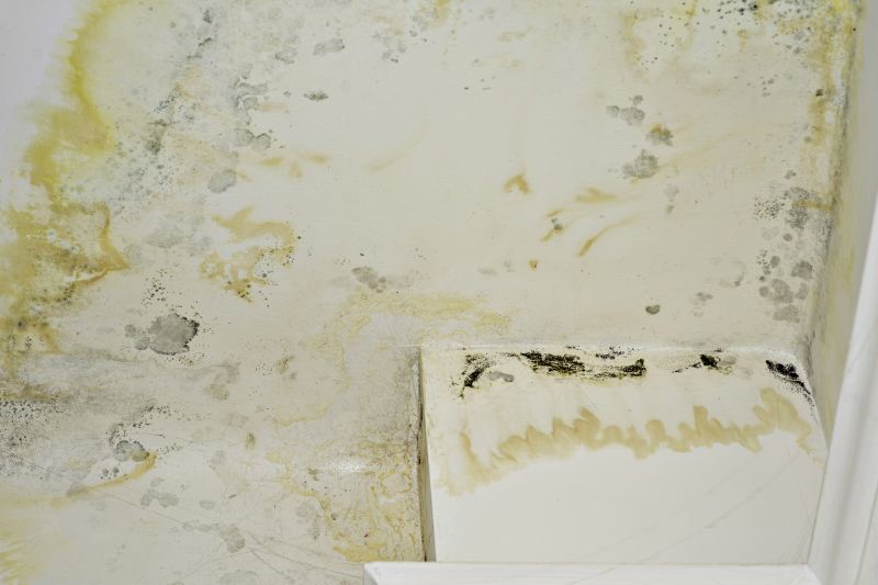 Basement Mold Removal in Bergen County, NJ