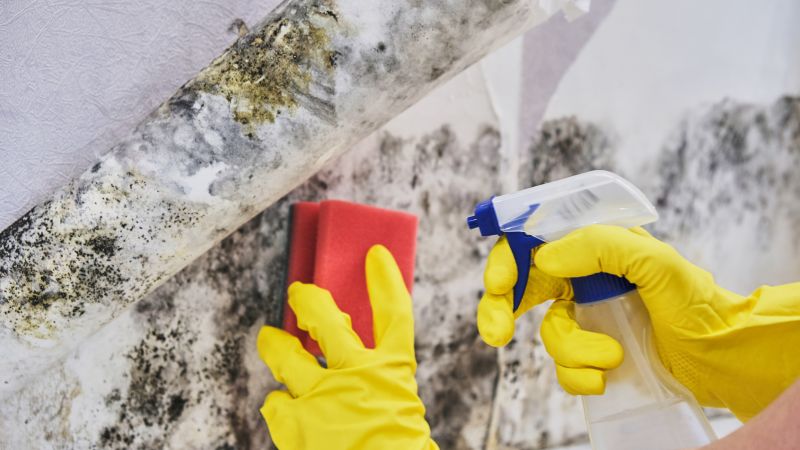Black Mold Remediation in Frisco, TX