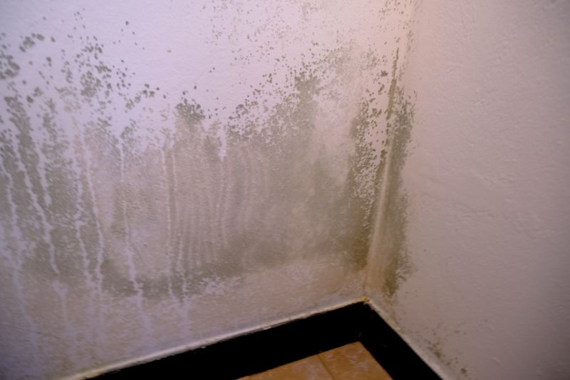 Ceiling Mold Removal in Fort Worth, TX