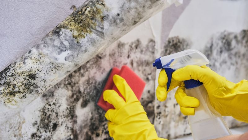 Garage Mold Remediation in West Palm Beach, FL