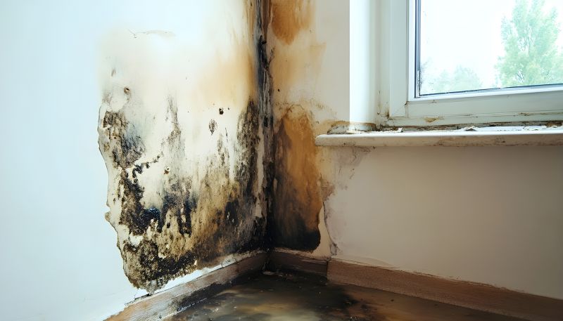 Mold Mitigation Service in Frisco, TX