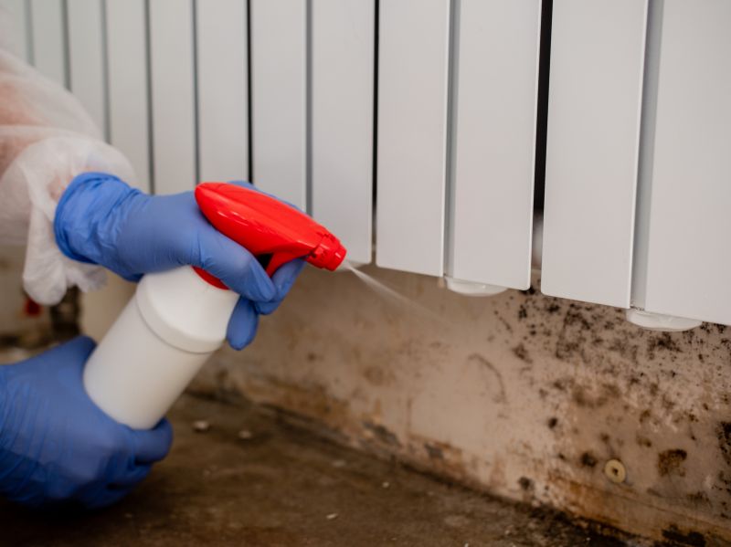 Mold Remediation Service in Boca Raton, FL